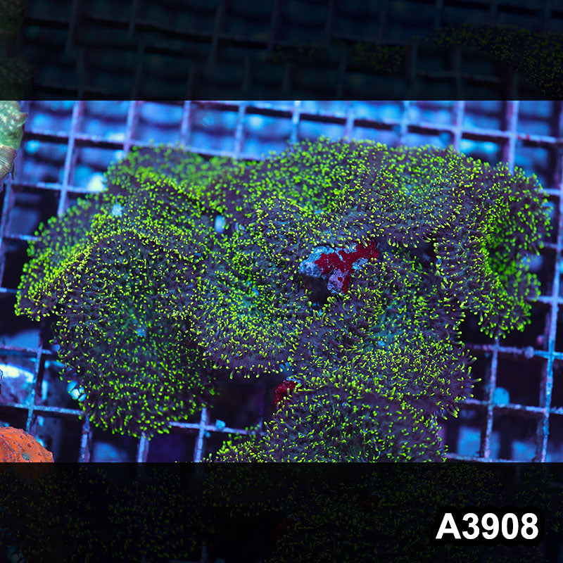Item#A3908IN3908(L) WYSIWYG Indo Ultra Hairy Mushroom Colony