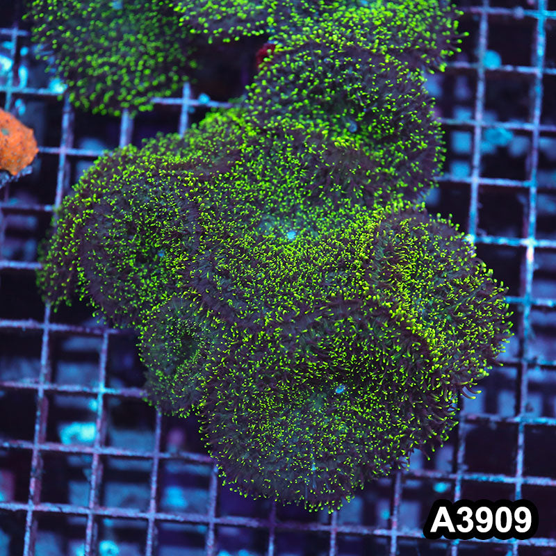 Item#A3909IN3909(L) WYSIWYG Indo Ultra Hairy Mushroom Colony