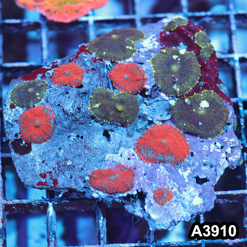 Item#A3910IN3910(M) WYSIWYG Indo Ultra Unique Rhodactis Mushroom Colony