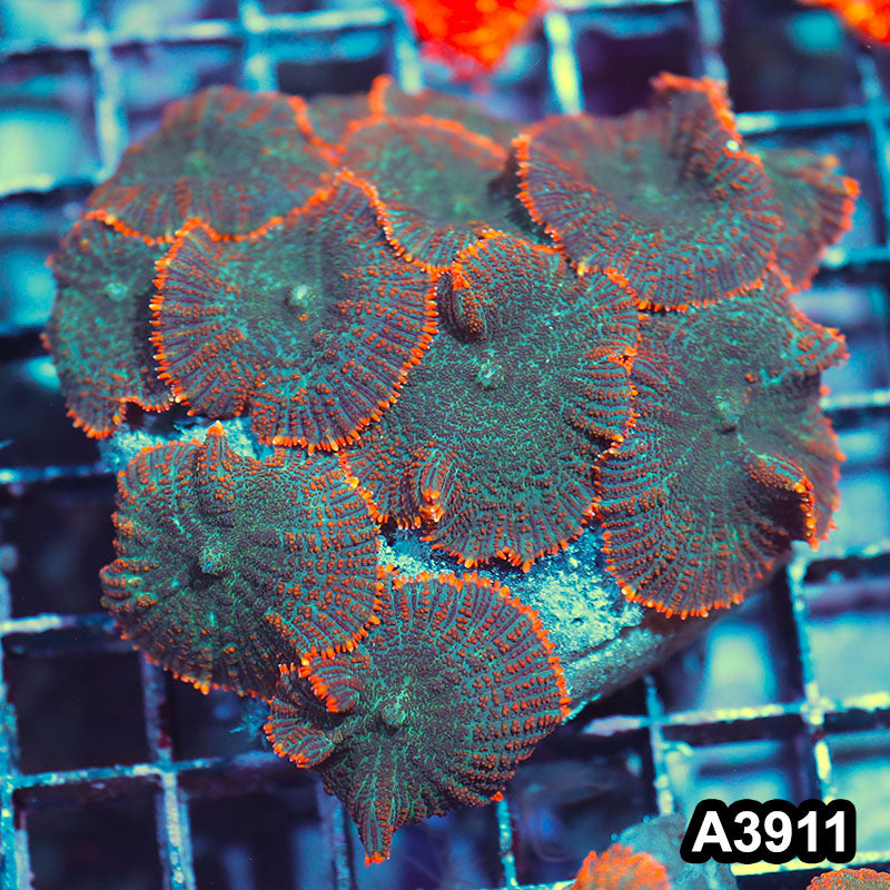 Item#A3911IN3911(M) WYSIWYG Indo Ultra Unique Rhodactis Mushroom Colony
