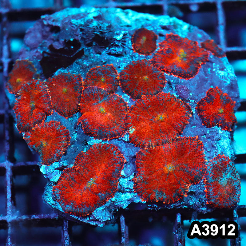 Item#A3912IN3912(M) WYSIWYG Indo Ultra Unique Rhodactis Mushroom Colony