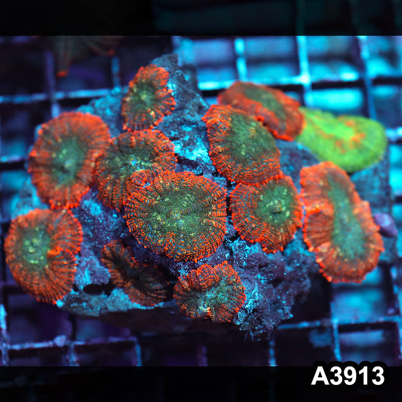 Item#A3913IN3913(M) WYSIWYG Indo Ultra Unique Rhodactis Mushroom Colony