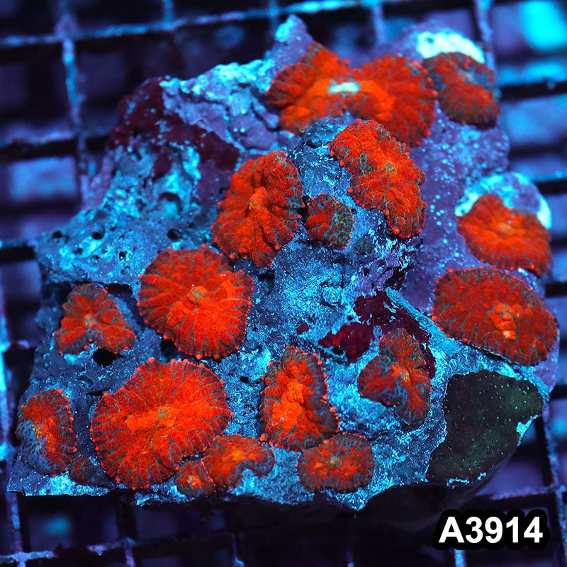 Item#A3914IN3914(M) WYSIWYG Indo Ultra Unique Rhodactis Mushroom Colony