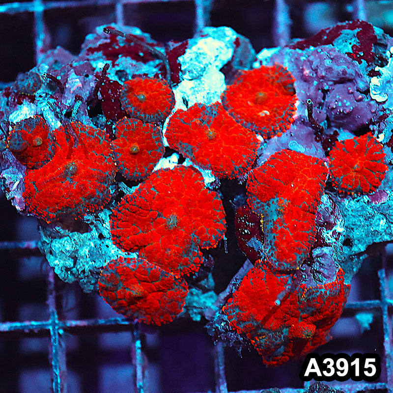 Item#A3915IN3915(M) WYSIWYG Indo Ultra Unique Rhodactis Mushroom Colony