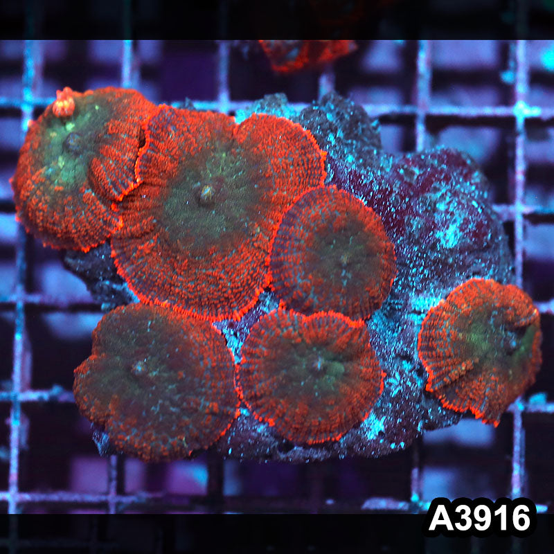 Item#A3916IN3916(M) WYSIWYG Indo Ultra Unique Rhodactis Mushroom Colony