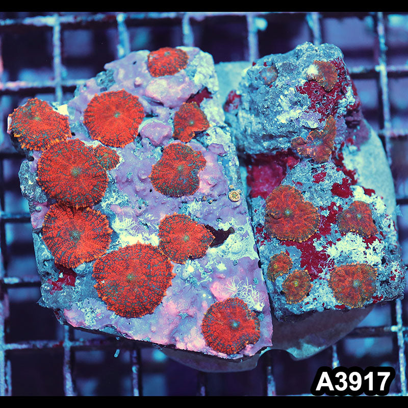 Item#A3917IN3917(M) WYSIWYG Indo Ultra Unique Rhodactis Mushroom Colony