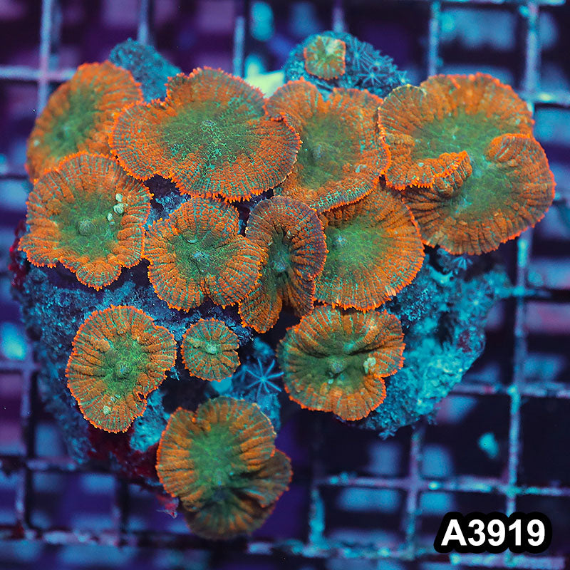 Item#A3919IN3919(M) WYSIWYG Indo Ultra Unique Rhodactis Mushroom Colony