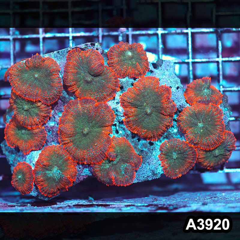 Item#A3920IN3920(M) WYSIWYG Indo Ultra Unique Rhodactis Mushroom Colony