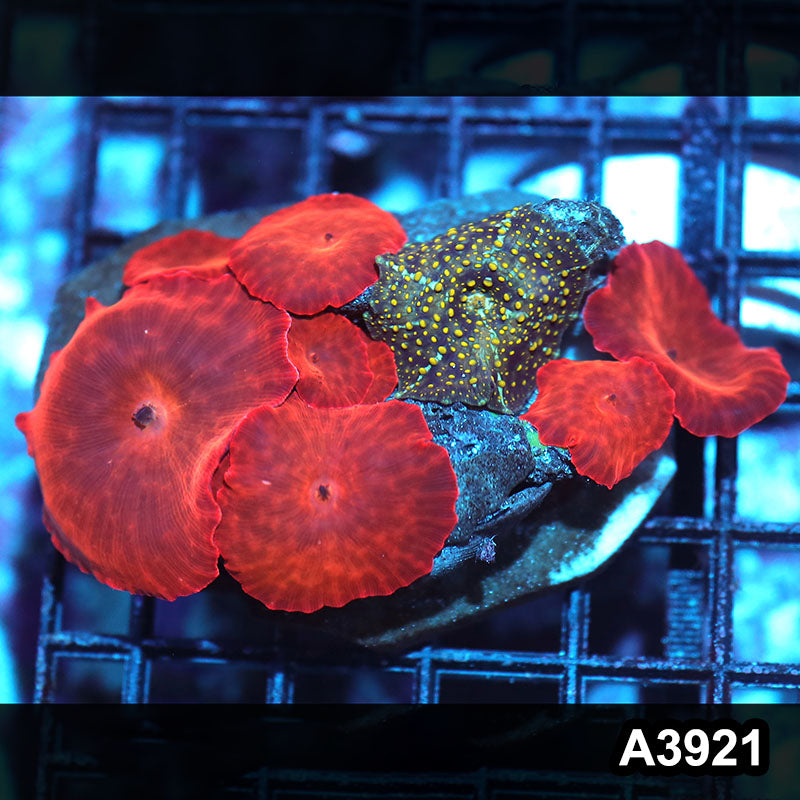 Item#A3921IN3921(M) WYSIWYG Indo Ultra Red Discosoma Mushroom Colony