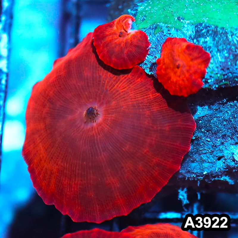 Item#A3922IN3922(S) WYSIWYG Indo Ultra Red Discosoma Mushroom Colony