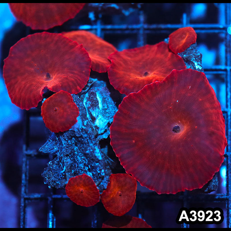 Item#A3923IN3923(M) WYSIWYG Indo Ultra Red Discosoma Mushroom Colony