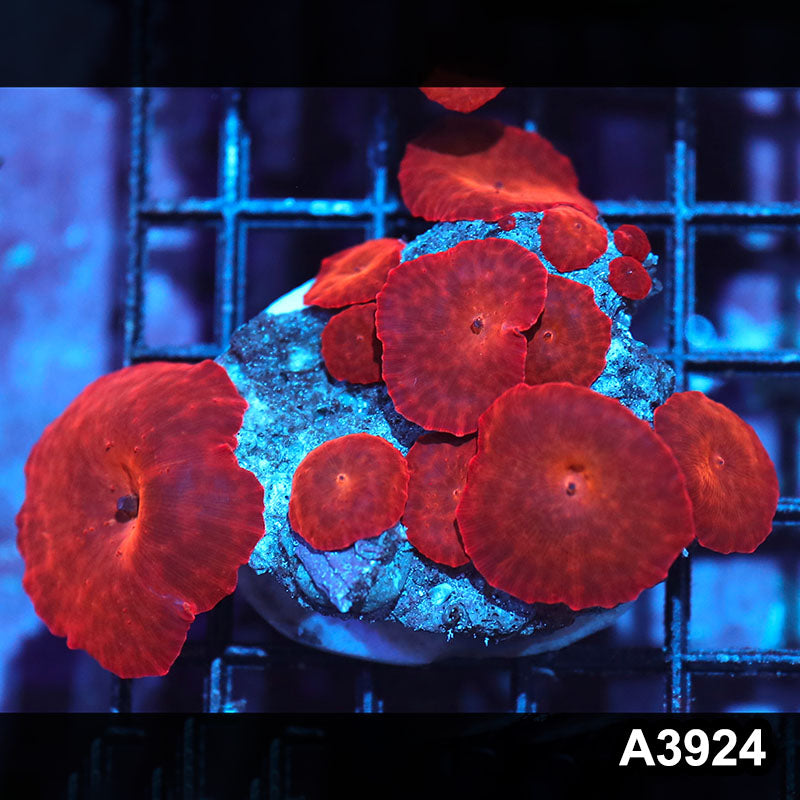 Item#A3924IN3924(M) WYSIWYG Indo Ultra Red Discosoma Mushroom Colony