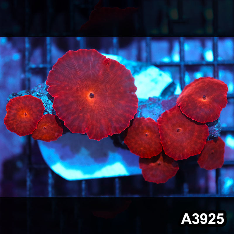 Item#A3925IN3925(M) WYSIWYG Indo Ultra Red Discosoma Mushroom Colony
