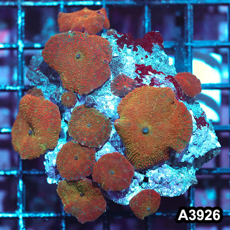Item#A3926IN3926(M) WYSIWYG Indo Ultra Unique Discosoma Mushroom Colony