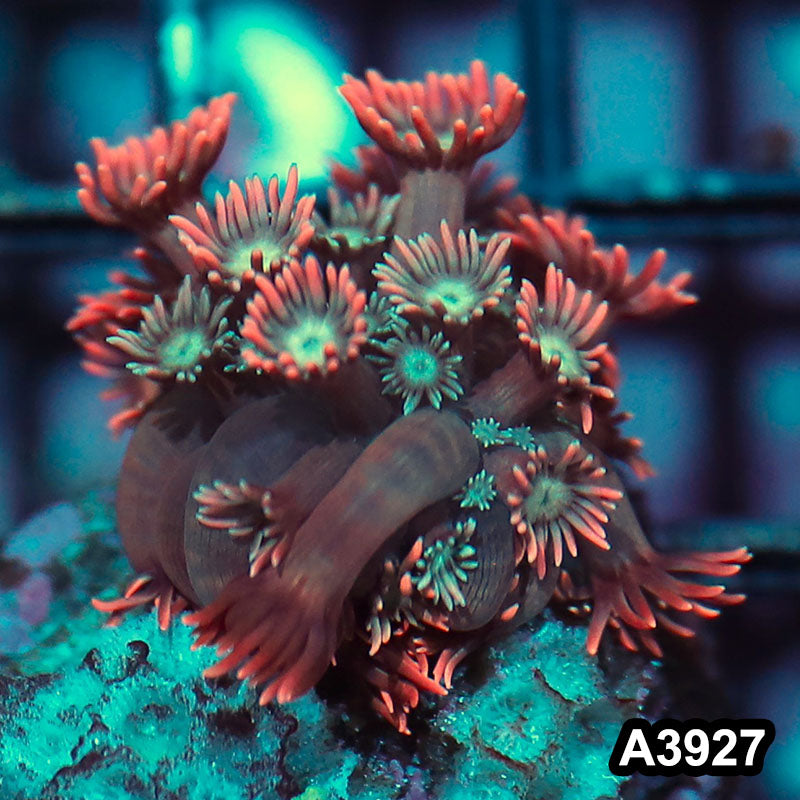 Item#A3927IN3927(S) WYSIWYG Indo Rainbow Goniopora Frag