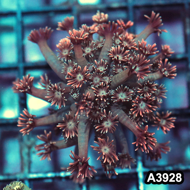 Item#A3928IN3928(S) WYSIWYG Indo Rainbow Goniopora Frag