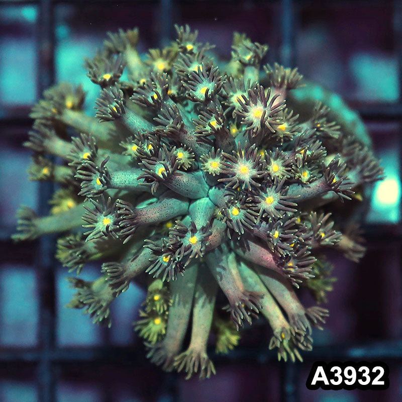 Item#A3932IN3932(S) WYSIWYG Indo Rainbow Goniopora Frag