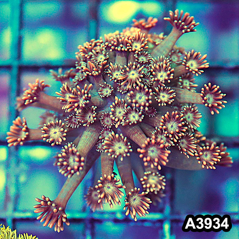 Item#A3934IN3934(S) WYSIWYG Indo Rainbow Goniopora Frag