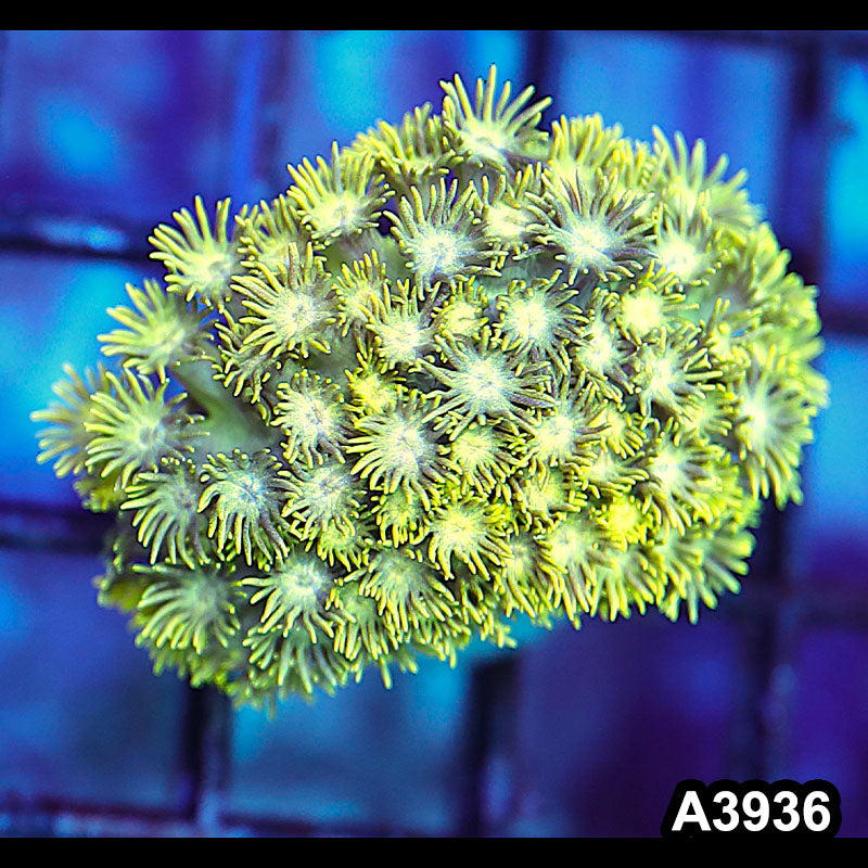 Item#A3936IN3936(S) WYSIWYG Indo Rainbow Goniopora Frag