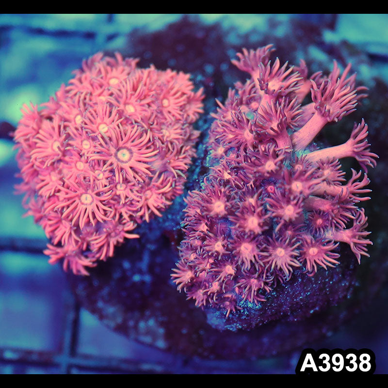 Item#A3938IN3938(S) WYSIWYG Indo Ultra Pink Goniopora Combo