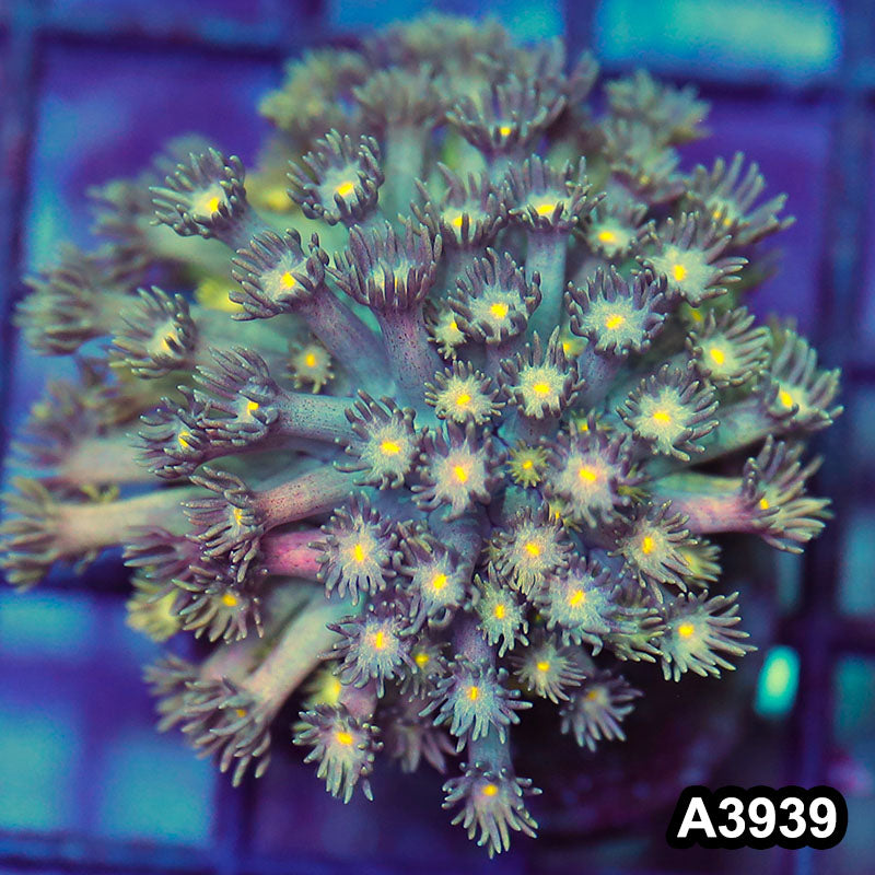 Item#A3939IN3939(S) WYSIWYG Indo Rainbow Goniopora Frag