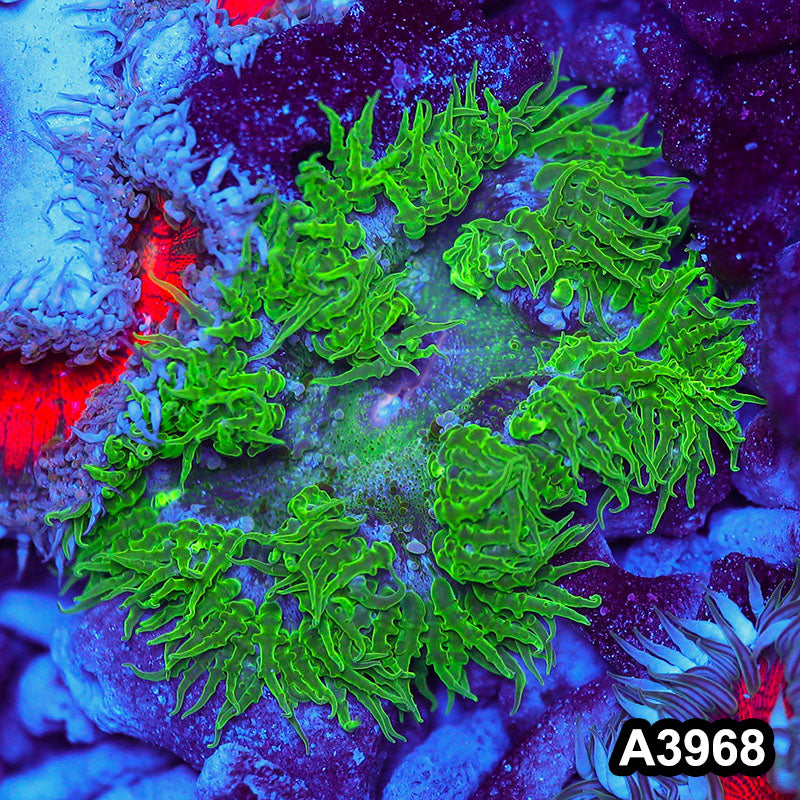 Item#A3968IN3968(M) WYSIWYG Fiji Ultra Rock Flower Anemone