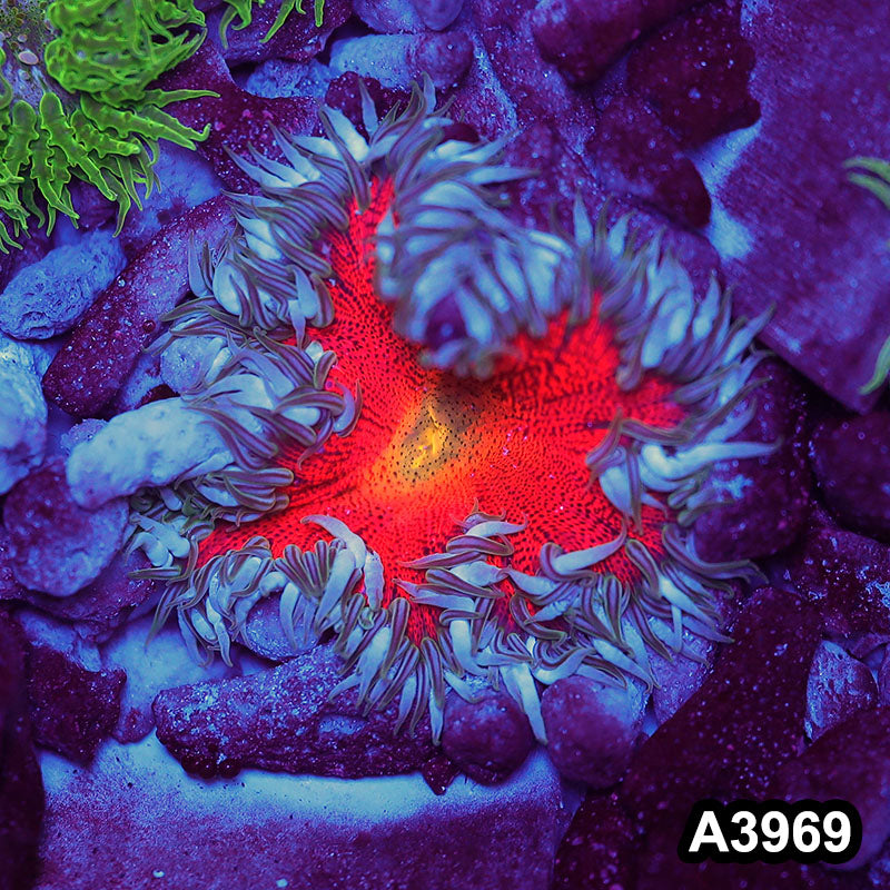 Item#A3969IN3969(M) WYSIWYG Fiji Ultra Rock Flower Anemone