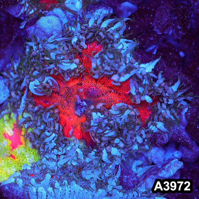 Item#A3972IN3972(M) WYSIWYG Fiji Ultra Rock Flower Anemone