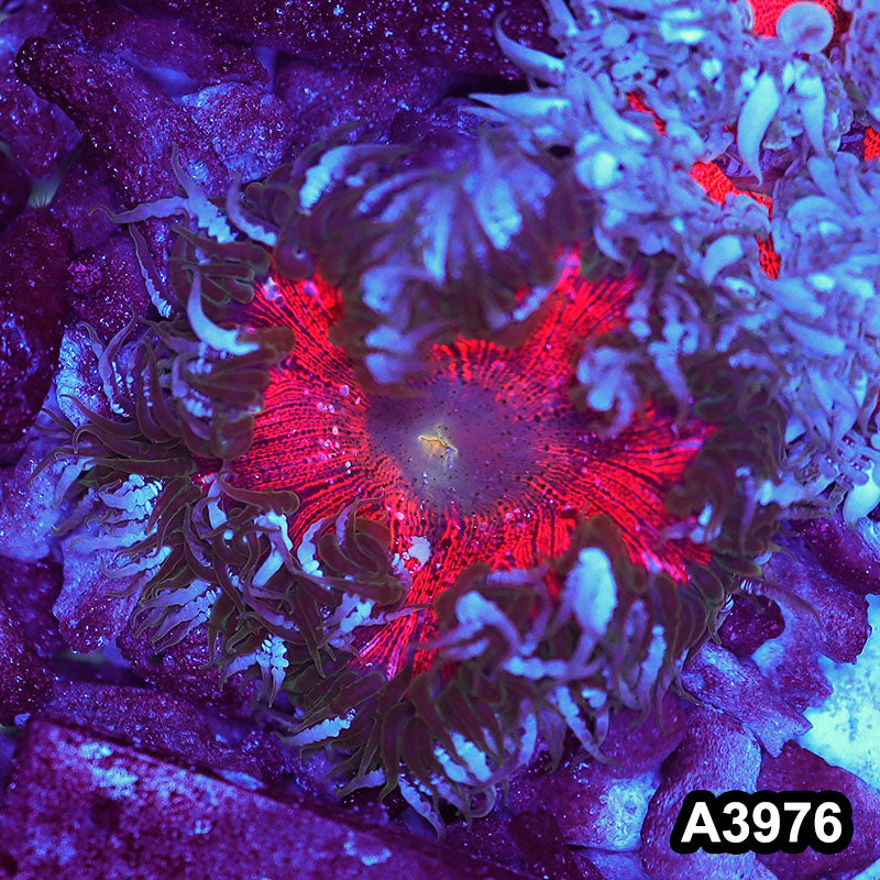 Item#A3976IN3976(M) WYSIWYG Fiji Ultra Rock Flower Anemone