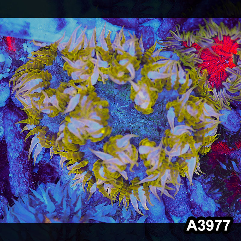 Item#A3977IN3977(M) WYSIWYG Fiji Ultra Rock Flower Anemone