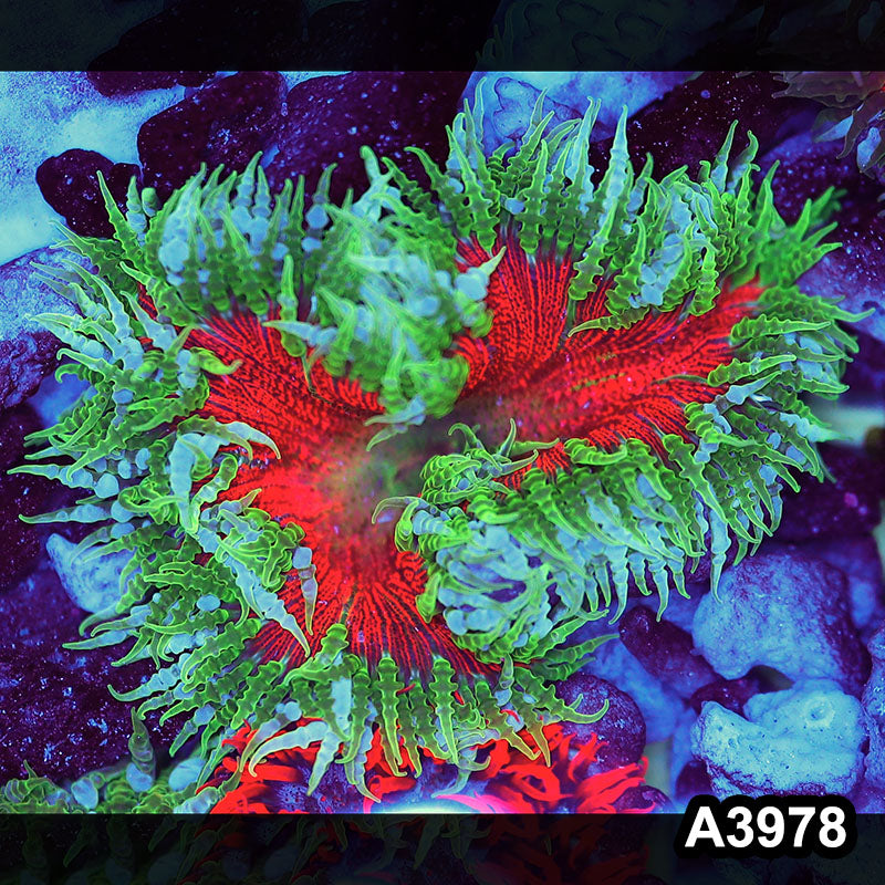Item#A3978IN3978(M) WYSIWYG Fiji Ultra Rock Flower Anemone