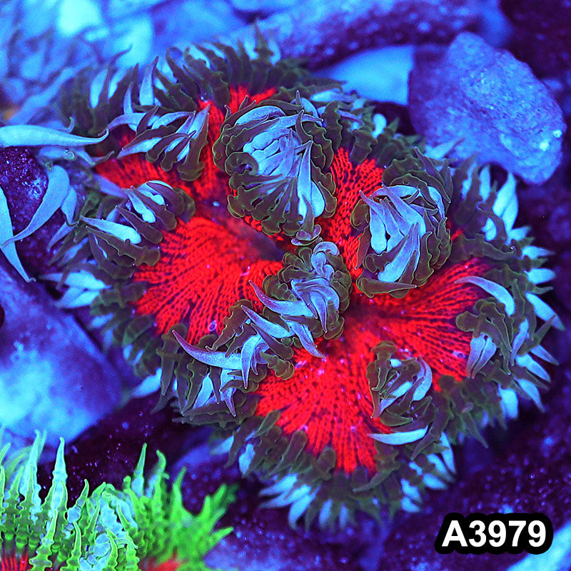 Item#A3979IN3979(M) WYSIWYG Fiji Ultra Rock Flower Anemone
