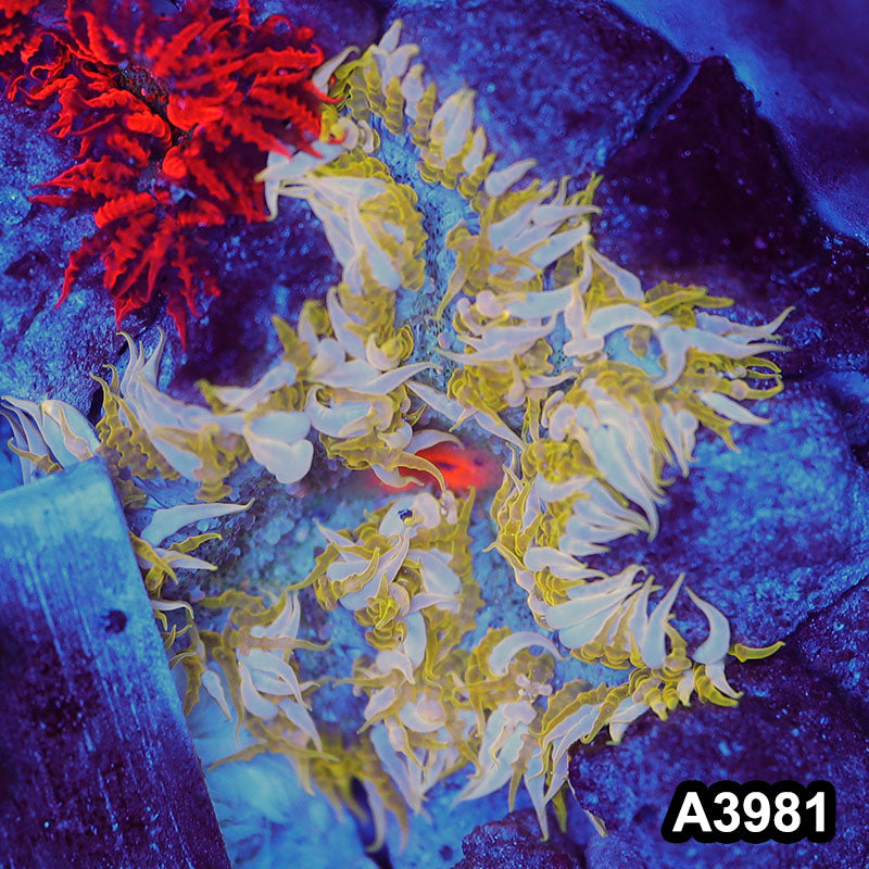 Item#A3981IN3981(M) WYSIWYG Fiji Ultra Rock Flower Anemone