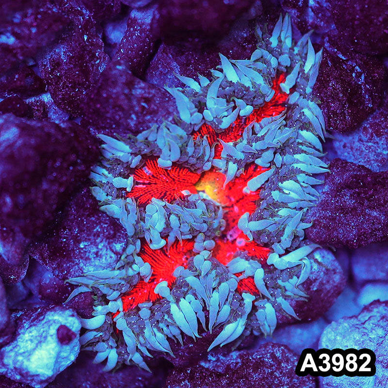 Item#A3982IN3982(M) WYSIWYG Fiji Ultra Rock Flower Anemone