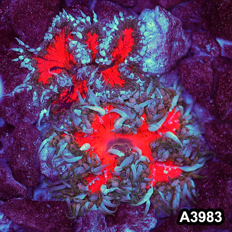 Item#A3983IN3983(M) WYSIWYG Fiji Ultra Rock Flower Anemone