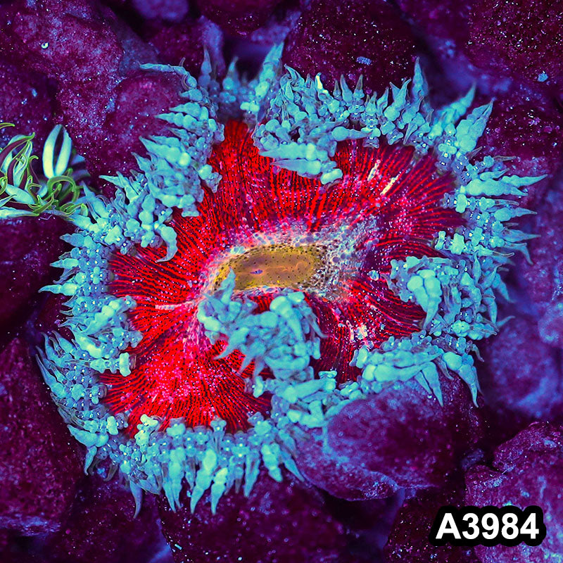 Item#A3984IN3984(M) WYSIWYG Fiji Ultra Rock Flower Anemone