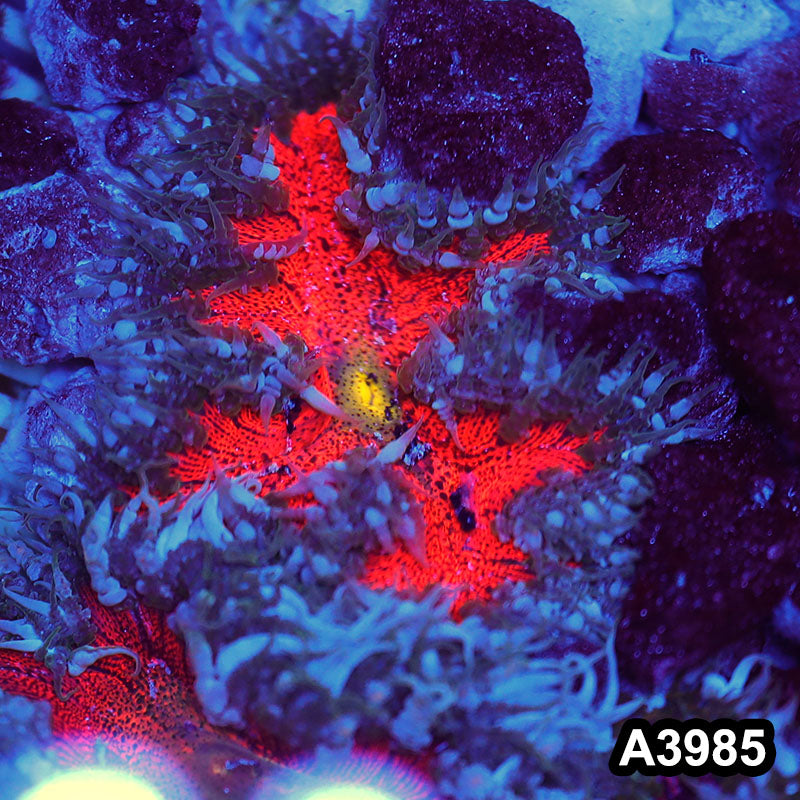 Item#A3985IN3985(M) WYSIWYG Fiji Ultra Rock Flower Anemone