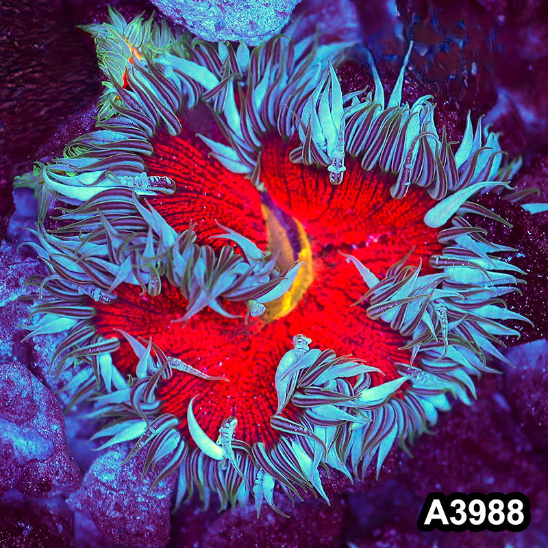 Item#A3988IN3988(M) WYSIWYG Fiji Ultra Rock Flower Anemone