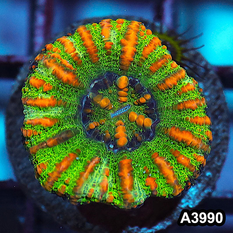 Item#A3990IN3990(S) WYSIWYG Western Australia Button Scolymia