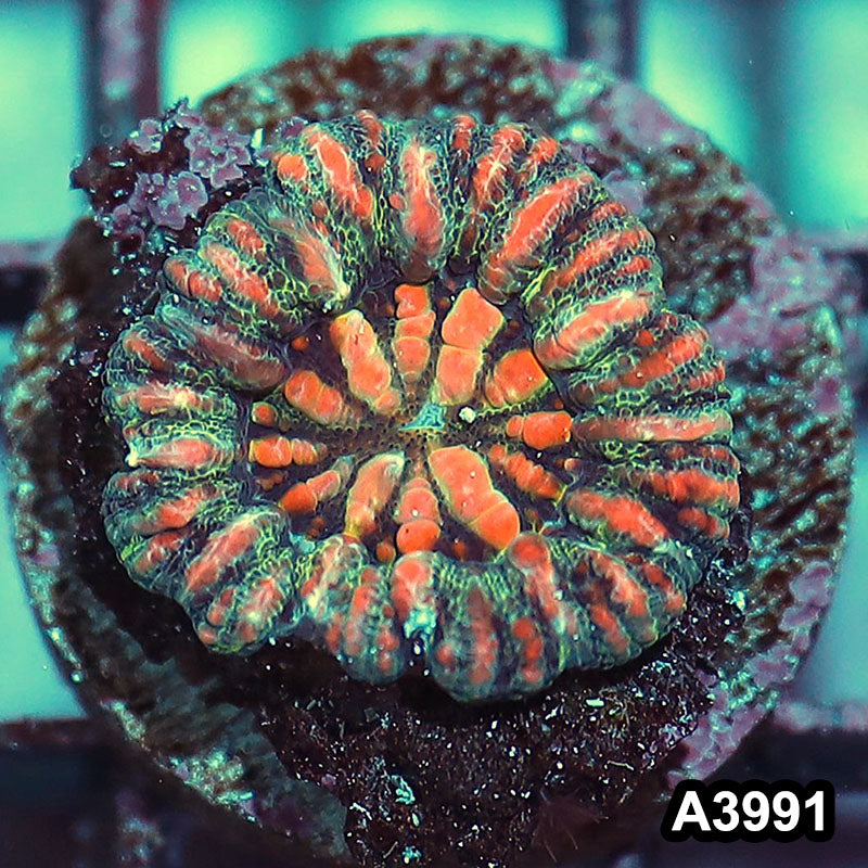 Item#A3991IN3991(S) WYSIWYG Western Australia Button Scolymia