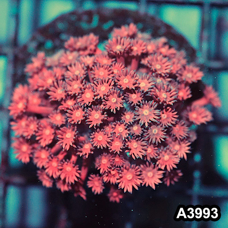 Item#A3993IN3993(S) WYSIWYG Indo Rainbow Goniopora Frag