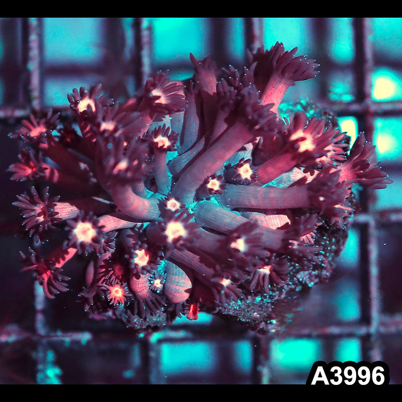 Item#A3996IN3996(S) WYSIWYG Indo Rainbow Goniopora Frag