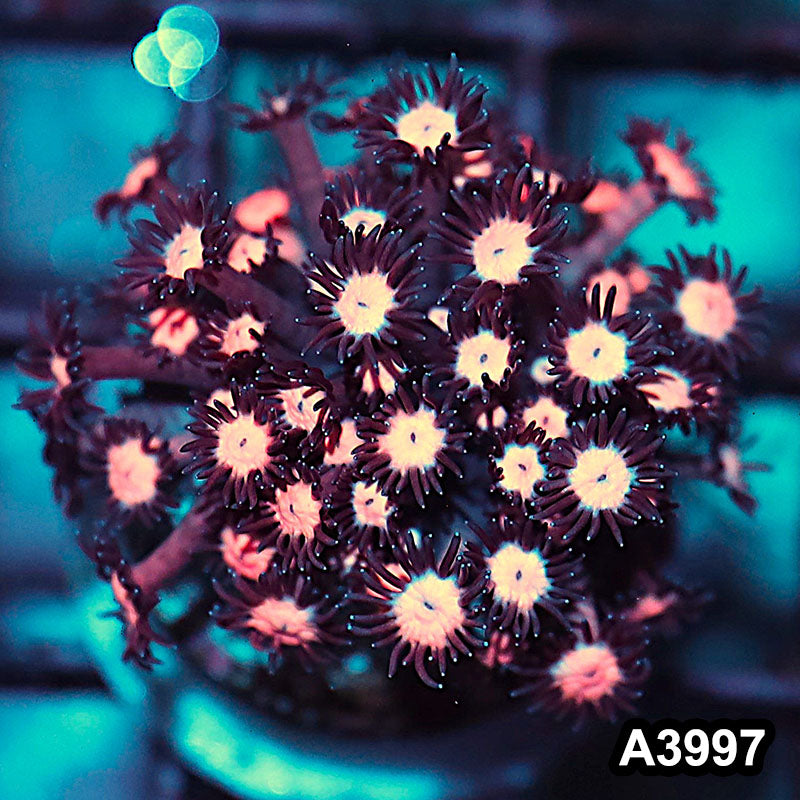 Item#A3997IN3997(S) WYSIWYG Indo Rainbow Goniopora Frag