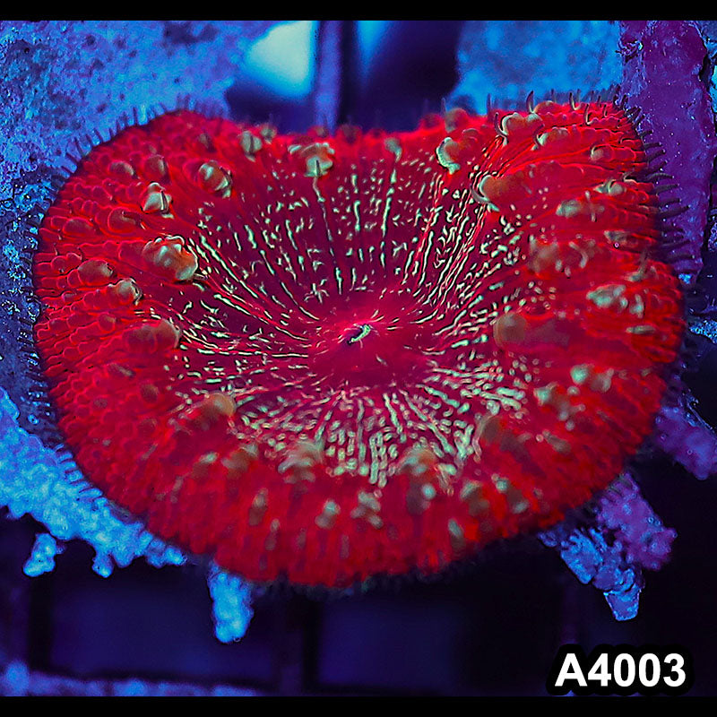Item#A4003IN4003(S) WYSIWYG Indo Ultra Unique Large Polyp Blastomussa