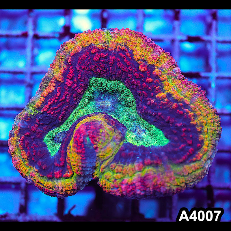 Item#A4007IN4007(M) WYSIWYG Aussie Rainbow Volcano Symphyllia