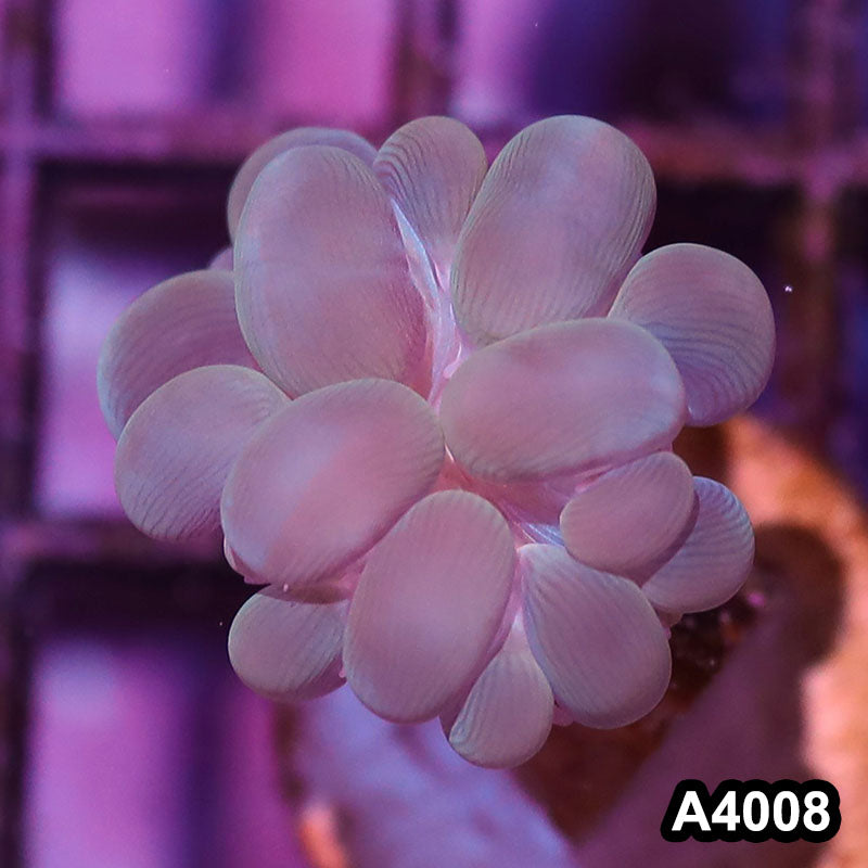 Item#A4008IN4008(S) WYSIWYG Indo Ultra Branching Bubbble Coral Frag