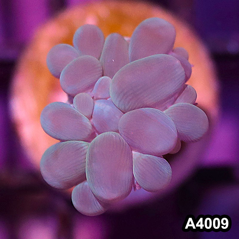 Item#A4009IN4009(S) WYSIWYG Indo Ultra Branching Bubbble Coral Frag