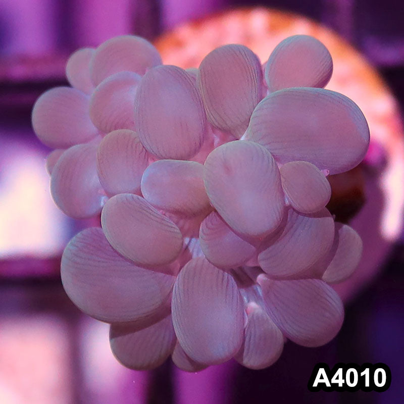Item#A4010IN4010(S) WYSIWYG Indo Ultra Branching Bubbble Coral Frag