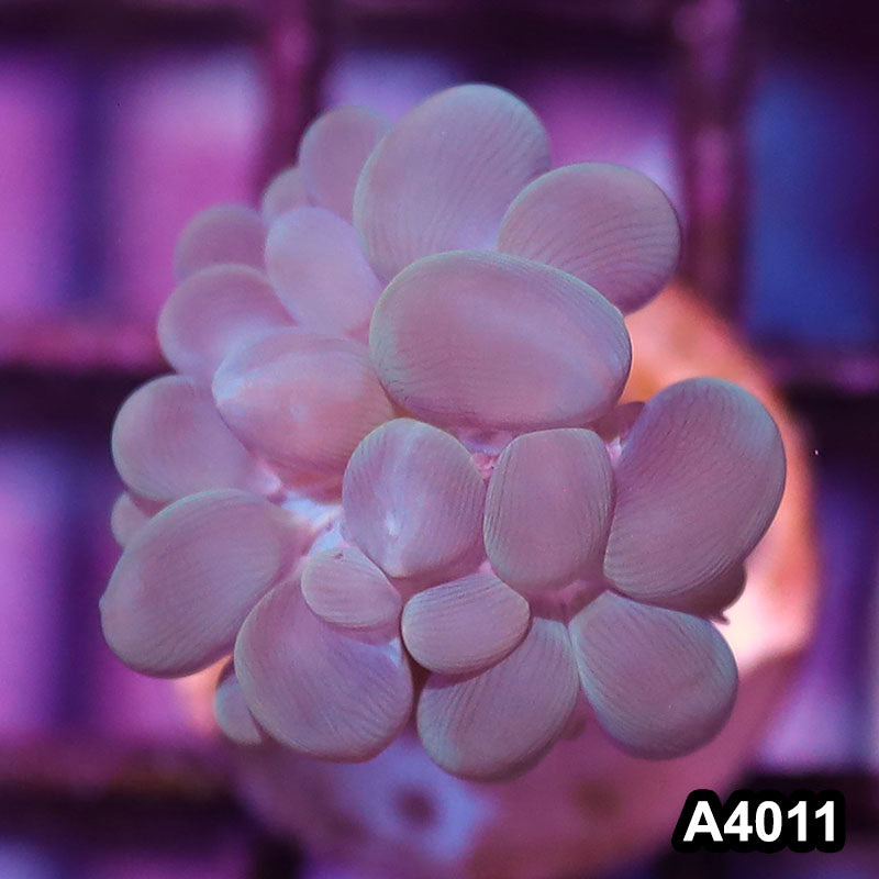 Item#A4011IN4011(S) WYSIWYG Indo Ultra Branching Bubbble Coral Frag