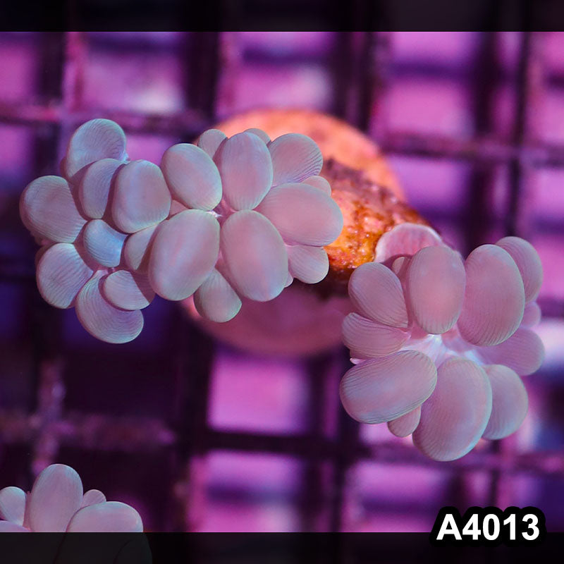 Item#A4013IN4013(S) WYSIWYG Indo Ultra Branching Bubbble Coral Frag